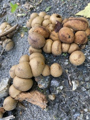 Apioperdon pyriforme