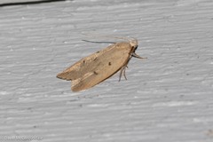 Machimia tentoriferella