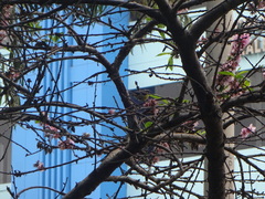 Coereba flaveola pacifica
