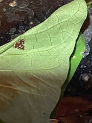 Acanthocoris sordidus