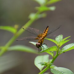 Aethriamanta brevipennis