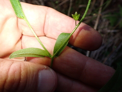 Myosotis laxa