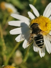 Eristalis nemorum