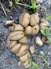 Apioperdon pyriforme