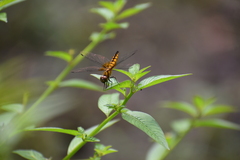Aethriamanta brevipennis