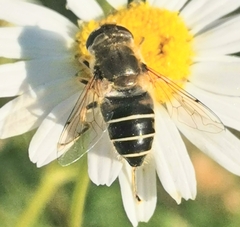 Eristalis nemorum