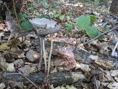 Coprinopsis lagopus
