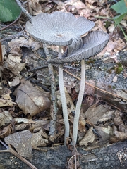 Coprinopsis lagopus