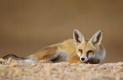 Vulpes vulpes barbara