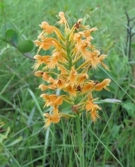 Platanthera chapmanii