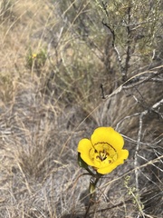 Calochortus clavatus
