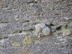 Mammillaria gilensis