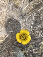 Calochortus clavatus