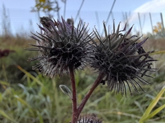 Arctium tomentosum