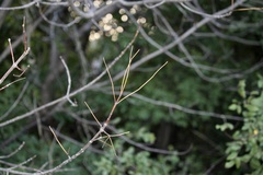 Fraxinus albicans