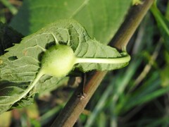 Neolasioptera vernoniae