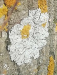 Physconia distorta