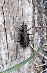 Cicindela punctulata