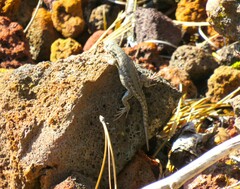 Sceloporus graciosus