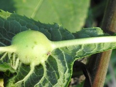 Neolasioptera vernoniae