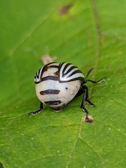 Leptinotarsa undecimlineata