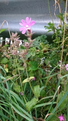 Melandrium