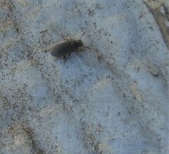 Blapstinus