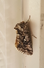 Syngrapha alias