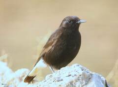 Oenanthe leucura