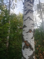 Betula pubescens