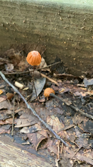 Marasmius siccus