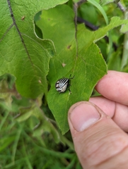 Leptinotarsa undecimlineata