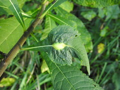 Neolasioptera vernoniae