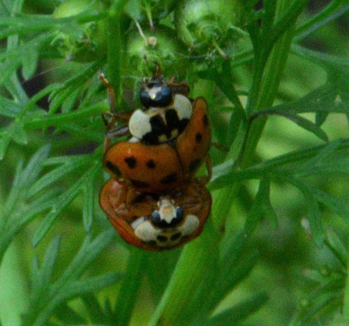 Asian Lady Beetle photographed in North Dakota