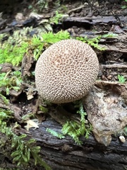 Lycoperdon echinatum