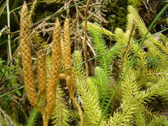 Lycopodium