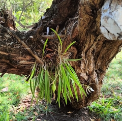Brassavola nodosa