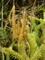 Lycopodium