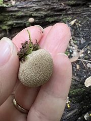 Lycoperdon echinatum