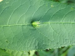 Neolasioptera vernoniae