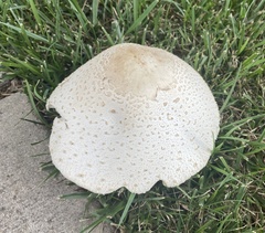 Chlorophyllum molybdites