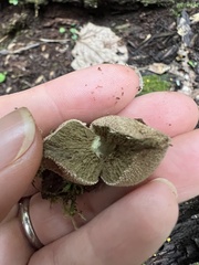 Lycoperdon echinatum