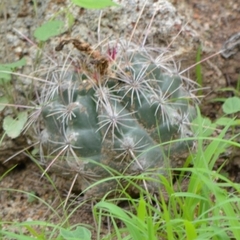 Thelocactus bicolor bicolor