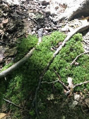 Atrichum undulatum