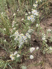 Symphyotrichum falcatum