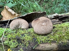 Lycoperdon echinatum