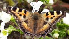 Aglais caschmirensis