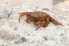 Telmessus cheiragonus