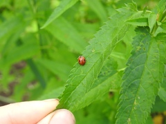 Adalia bipunctata
