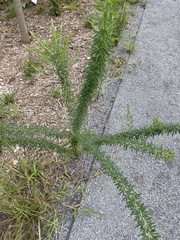 Lespedeza virginica